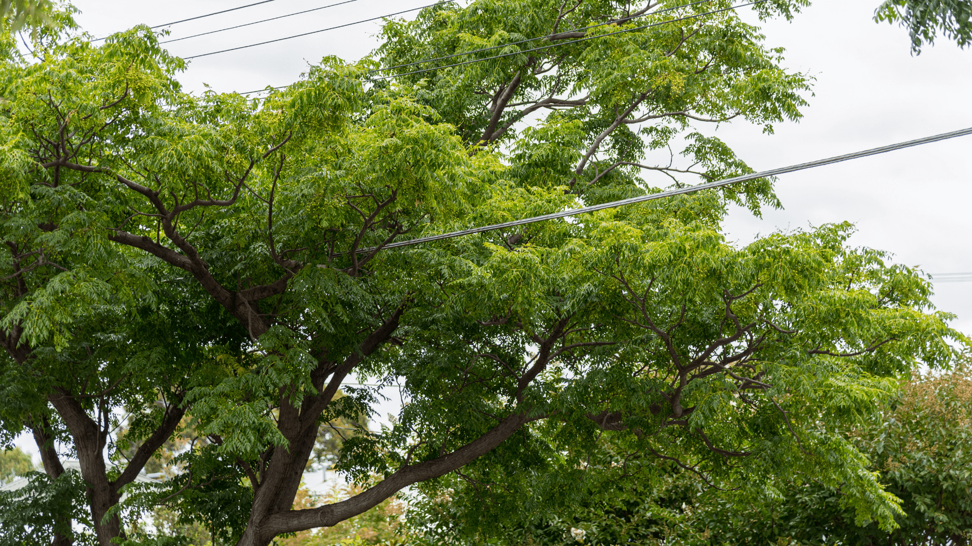 Trees growing through powerlines