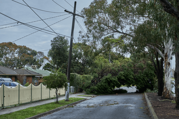 Tree fallen on powerlines