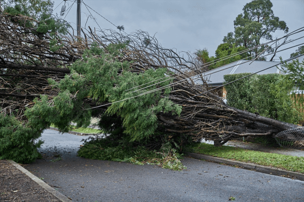 Tree fallen on powerlines in storm