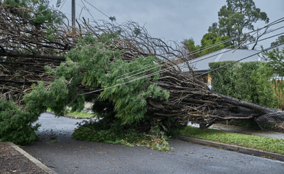 Tree fallen on powerlines in storm