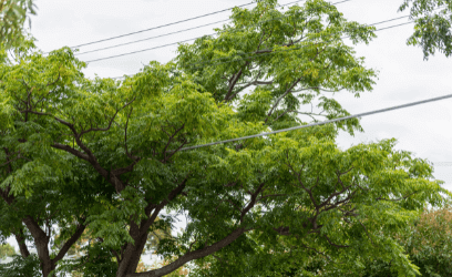 Tree growing through overhead electricity wires
